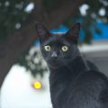 A selective focus shot of a cute black car with beautiful green eyes